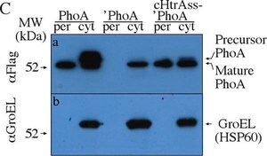 Merck RABBIT ANTI-GRO-EL, IGG FRACTION