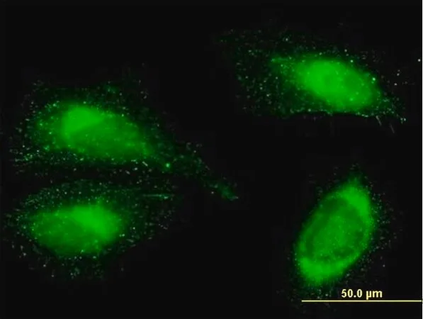 Merck Anti-FN1 antibody produced in mouse