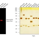 Thermo Fisher Scientific Goat anti-Mouse IgG2b Cross-Adsorbed Secondary Antibody, Alexa Fluor 647