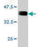 Merck Monoclonal Anti-RNF123 antibody produced in mouse