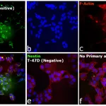 Thermo Fisher Scientific F(ab`)2-Goat anti-Mouse IgG (H+L) Cross-Adsorbed Secondary Antibody, Alexa Fluor 555