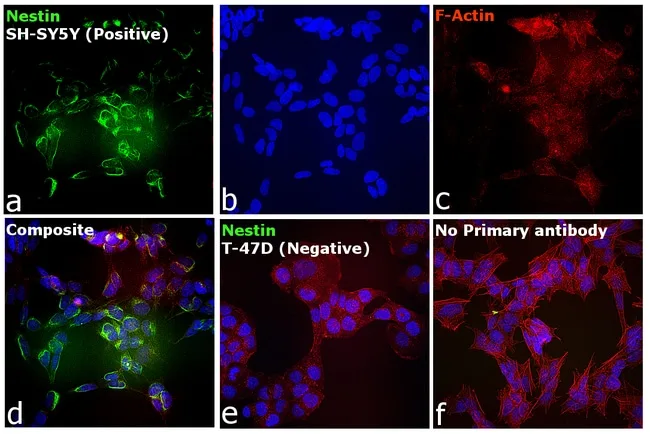 Thermo Fisher Scientific F(ab`)2-Goat anti-Mouse IgG (H+L) Cross-Adsorbed Secondary Antibody, Alexa Fluor 555