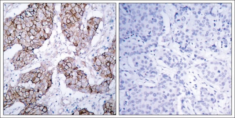 Merck Anti-phospho-EGFR (pTyr1092) antibody produced in rabbit