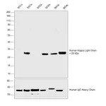 Thermo Fisher Scientific F(ab`)2-Goat anti-Human Kappa Light Chain Secondary Antibody, HRP