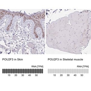 Merck ANTI-POU2F3