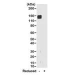 Thermo Fisher Scientific Goat anti-Rabbit IgG Fab Recombinant Secondary Antibody