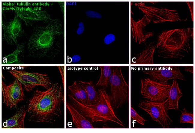 Thermo Fisher Scientific Goat anti-Mouse IgG (H+L) Secondary Antibody, DyLight 488