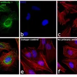 Thermo Fisher Scientific Goat anti-Mouse IgG (H+L) Secondary Antibody, DyLight 488