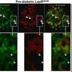 Merck MONOCLONAL ANTI-INSULIN CLONE K36AC10