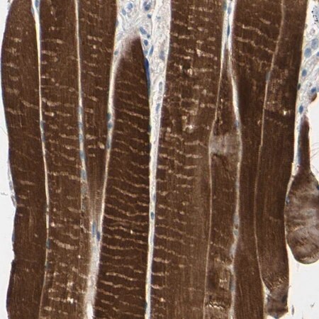 Merck Anti-TPM3 antibody produced in rabbit