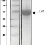 Merck GLUTATHIONE REDUCTASE HUMAN, BUFFERED&