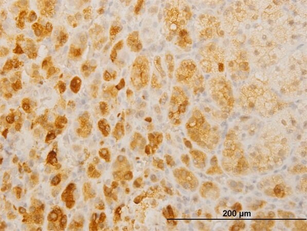 Merck Monoclonal Anti-TWIST2 antibody produced in mouse