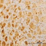 Merck Monoclonal Anti-TWIST2 antibody produced in mouse