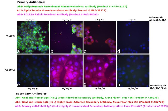 Thermo Fisher Scientific Goat anti-Human IgG (H+L) Cross-Adsorbed Secondary Antibody, Alexa Fluor Plus 488