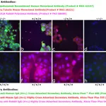 Thermo Fisher Scientific Goat anti-Human IgG (H+L) Cross-Adsorbed Secondary Antibody, Alexa Fluor Plus 488