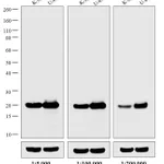 Thermo Fisher Scientific Rabbit anti-Mouse IgG Fc Secondary Antibody, HRP