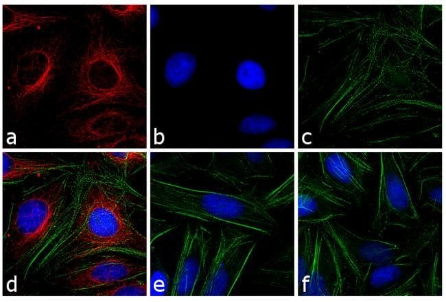 Thermo Fisher Scientific Goat anti-Mouse IgG (H+L) Cross-Adsorbed Secondary Antibody, DyLight 594