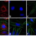 Thermo Fisher Scientific Goat anti-Mouse IgG (H+L) Cross-Adsorbed Secondary Antibody, DyLight 594