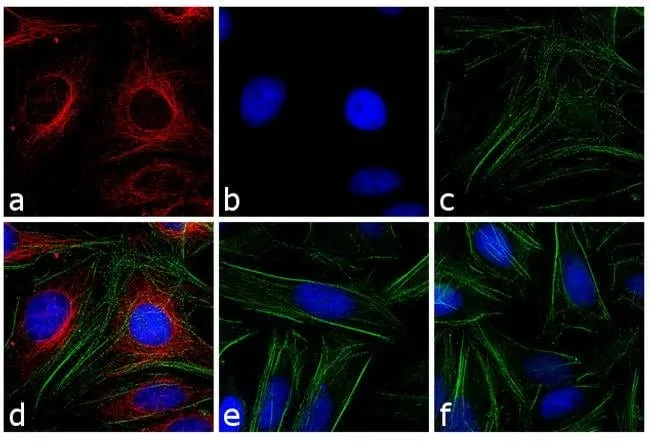 Thermo Fisher Scientific Goat anti-Mouse IgG (H+L) Cross-Adsorbed Secondary Antibody, DyLight 594