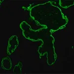 Merck MOUSE MONOCLONAL ANTI-CYTOKERATIN