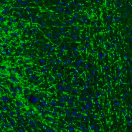 Merck Anti-MBP antibody produced in rabbit