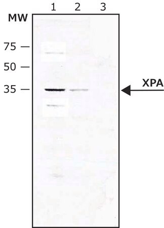 Merck Anti-XPA (C-terminal) antibody produced in rabbit