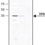 Merck Anti-XPA (C-terminal) antibody produced in rabbit