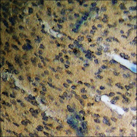 Merck Anti-phospho-ETS1 (pThr38) antibody produced in rabbit