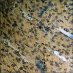 Merck Anti-phospho-ETS1 (pThr38) antibody produced in rabbit