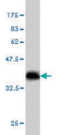 Merck Monoclonal Anti-SLIT3 antibody produced in mouse