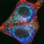 Merck Anti-Mouse IgG (H+L), highly cross-adsorbed, CF(TM) 488A antibody produced in goat