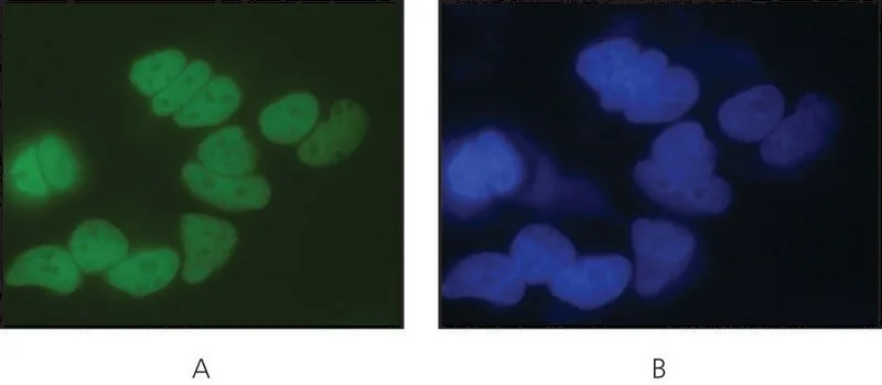Merck Anti-LSD1 (AOF2) (C-terminal) antibody produced in rabbit