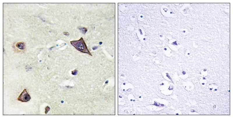 Merck Anti-NMDAR1 antibody produced in rabbit