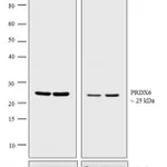 Thermo Fisher Scientific Chicken anti-Rabbit IgG (H+L) Cross-Adsorbed Secondary Antibody, HRP