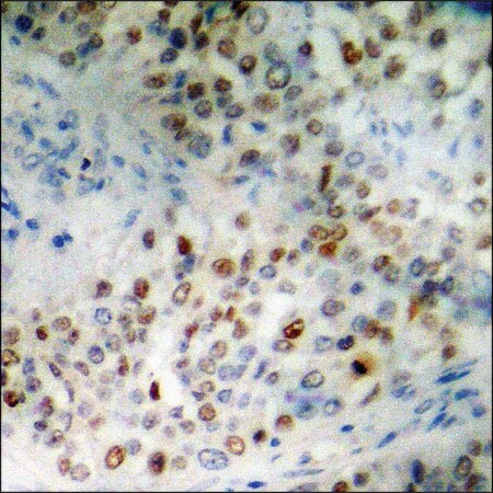 Merck Anti-phospho-SP1 (pThr453) antibody produced in rabbit
