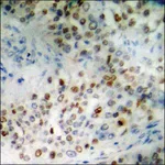 Merck Anti-phospho-SP1 (pThr453) antibody produced in rabbit