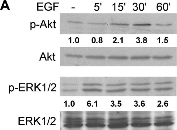 Merck Monoclonal Anti-MAP Kinase, Activated (Diphosphorylated ERK-1&2) antibody produced in mouse