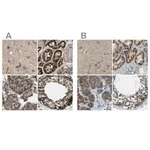 Merck Anti-CYB5R1 antibody produced in rabbit