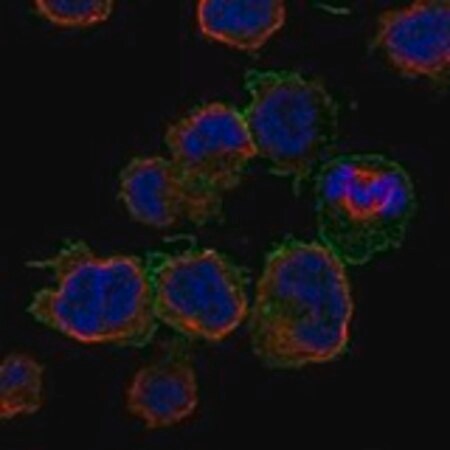Merck Anti-FCGR2A antibody produced in rabbit
