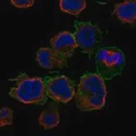 Merck Anti-FCGR2A antibody produced in rabbit