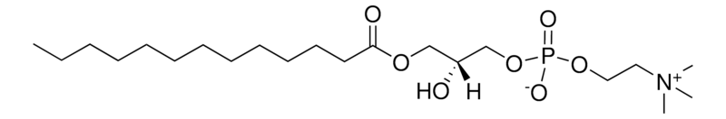Merck 13:0 Lyso PC