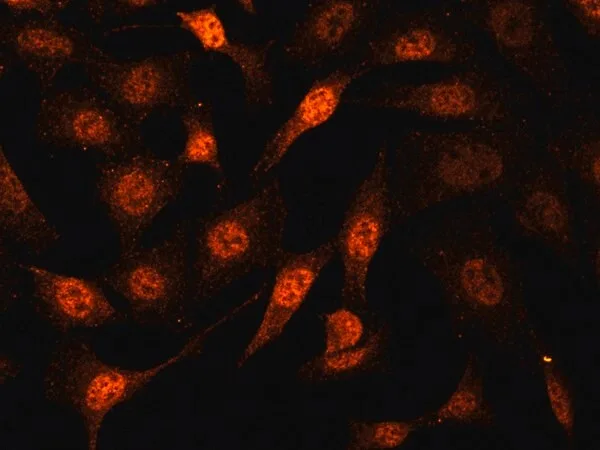 Merck Anti-Cullin 3 antibody produced in rabbit