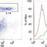 Thermo Fisher Scientific F(ab`)2-Goat anti-Rabbit IgG (H+L) Secondary Antibody, FITC, eBioscience