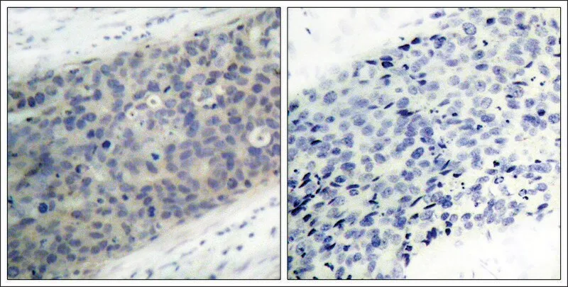 Merck Anti-phospho-LIMK2 (pThr505) antibody produced in rabbit
