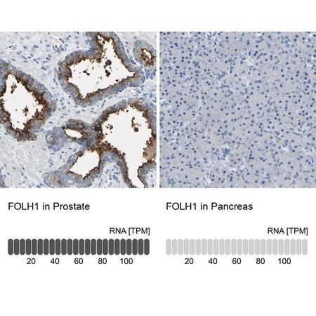 Merck Anti-FOLH1 antibody produced in rabbit