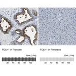 Merck Anti-FOLH1 antibody produced in rabbit