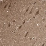 Merck Anti-YWHAB antibody produced in rabbit