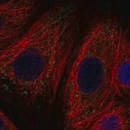 Merck Anti-SLC11A1 antibody produced in rabbit