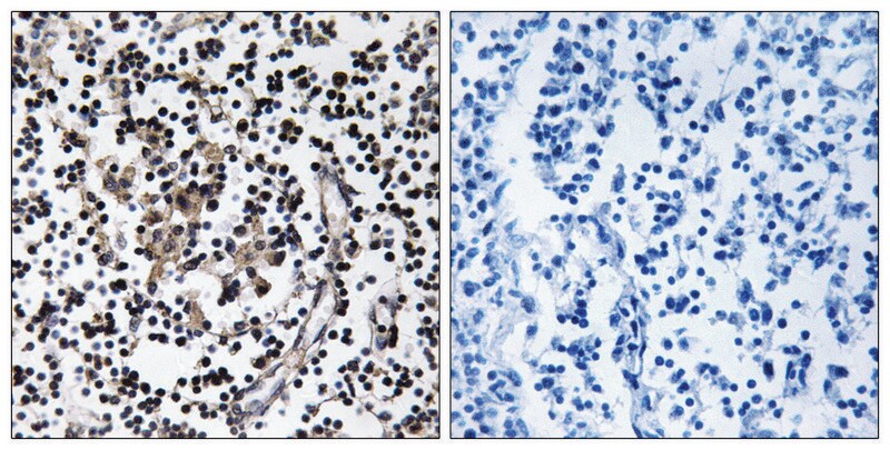 Merck Anti-SLC30A4 antibody produced in rabbit