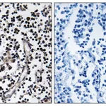 Merck Anti-SLC30A4 antibody produced in rabbit